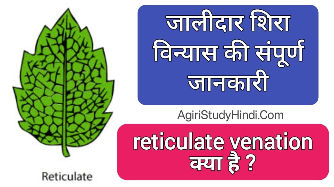 Read more about the article Reticulate venation in Hindi ( जालीदार शिरापरक ) रेटिकुलेट वेनेशन से क्या मतलब है?