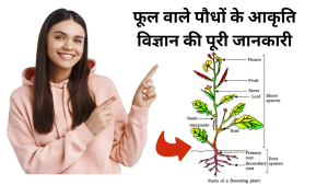 Read more about the article Morphology of flowering plants in Hindi फूलों के पौधों की आकृति विज्ञान