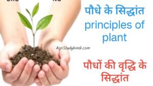 Read more about the article principles of plant  ( पौधे के सिद्धांत  ) पादप विकास के चार चरण कौन-कौन से हैं? पौधों की वृद्धि के सिद्धांत