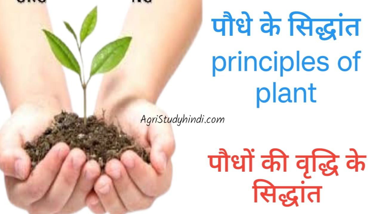 Read more about the article principles of plant  ( पौधे के सिद्धांत  ) पादप विकास के चार चरण कौन-कौन से हैं? पौधों की वृद्धि के सिद्धांत