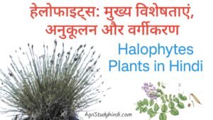 Read more about the article Halophytes Plants in Hindi (लवणोंद्विद पौधे) हेलोफाइट कौन सा पौधा है?
