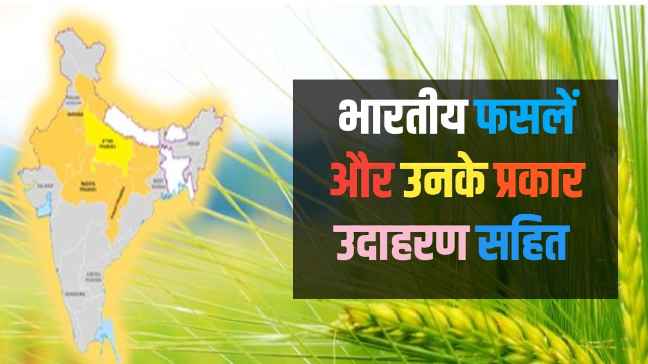 Read more about the article classification of crops in hindi भारतीय फसलें और उनका वर्गीकरण | Indian Crops and Classification