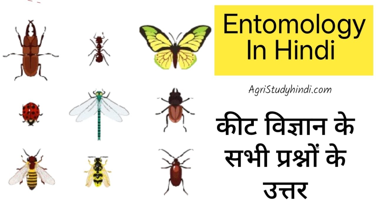 Read more about the article Entomology in Hindi कीट विज्ञान का महत्व, जनक, परिभाषा, शाखाएं